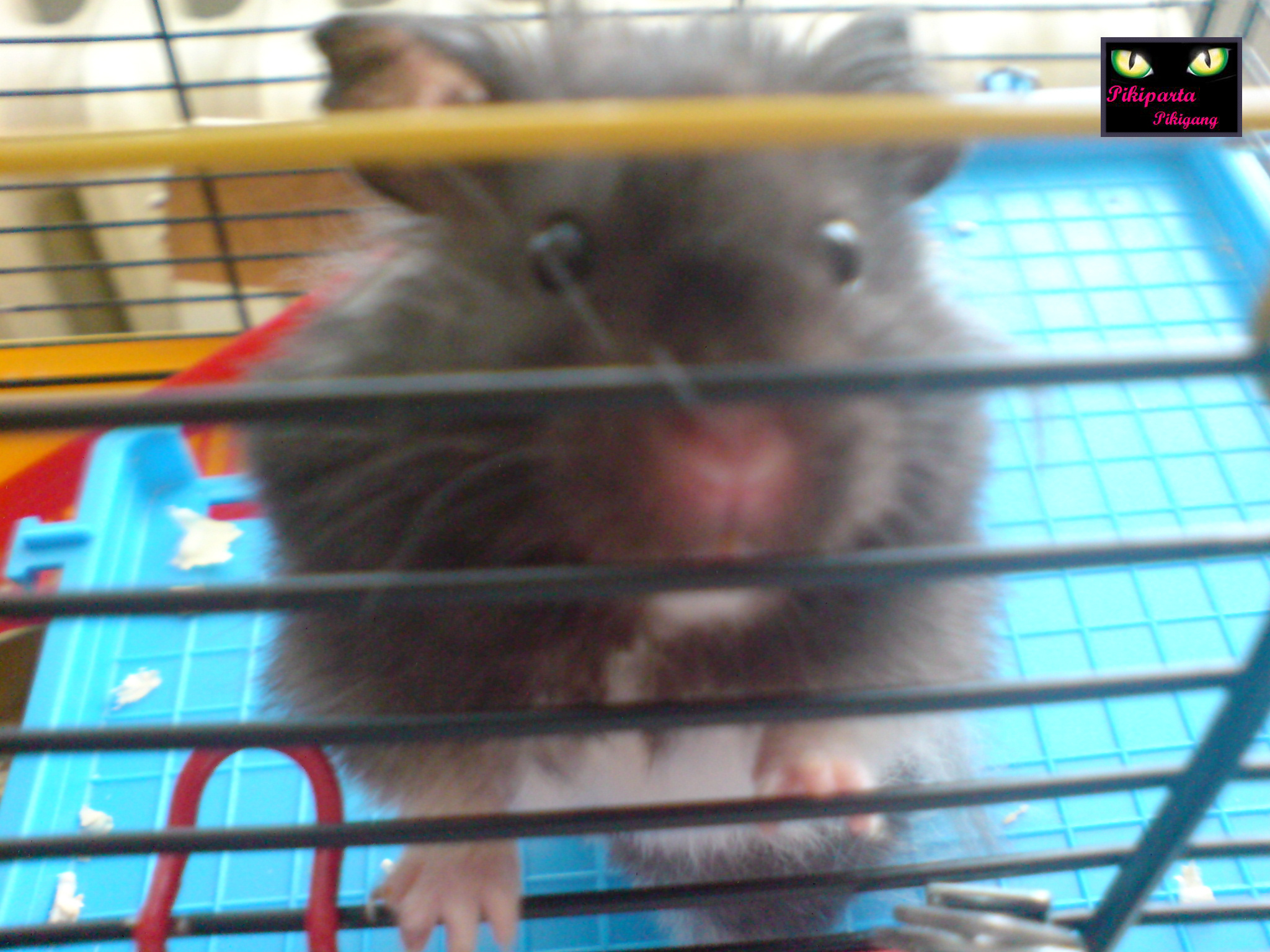                                                              Čenda